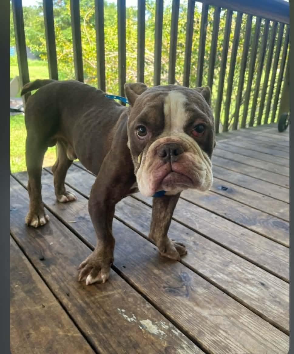 Enlarge Memphis, a Adoptable English Bulldog in Steeleville, IL image 3/3