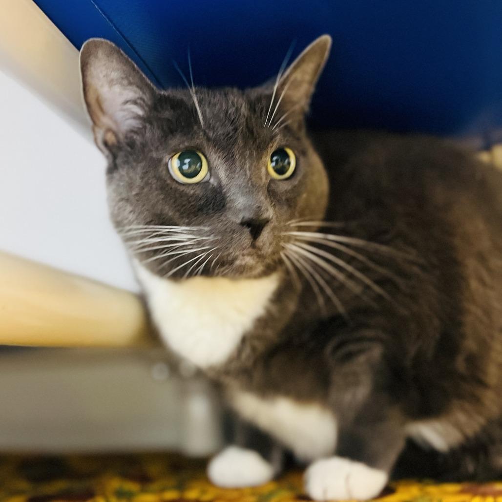 Mama, Adoptable, Senior Female Domestic Short Hair.