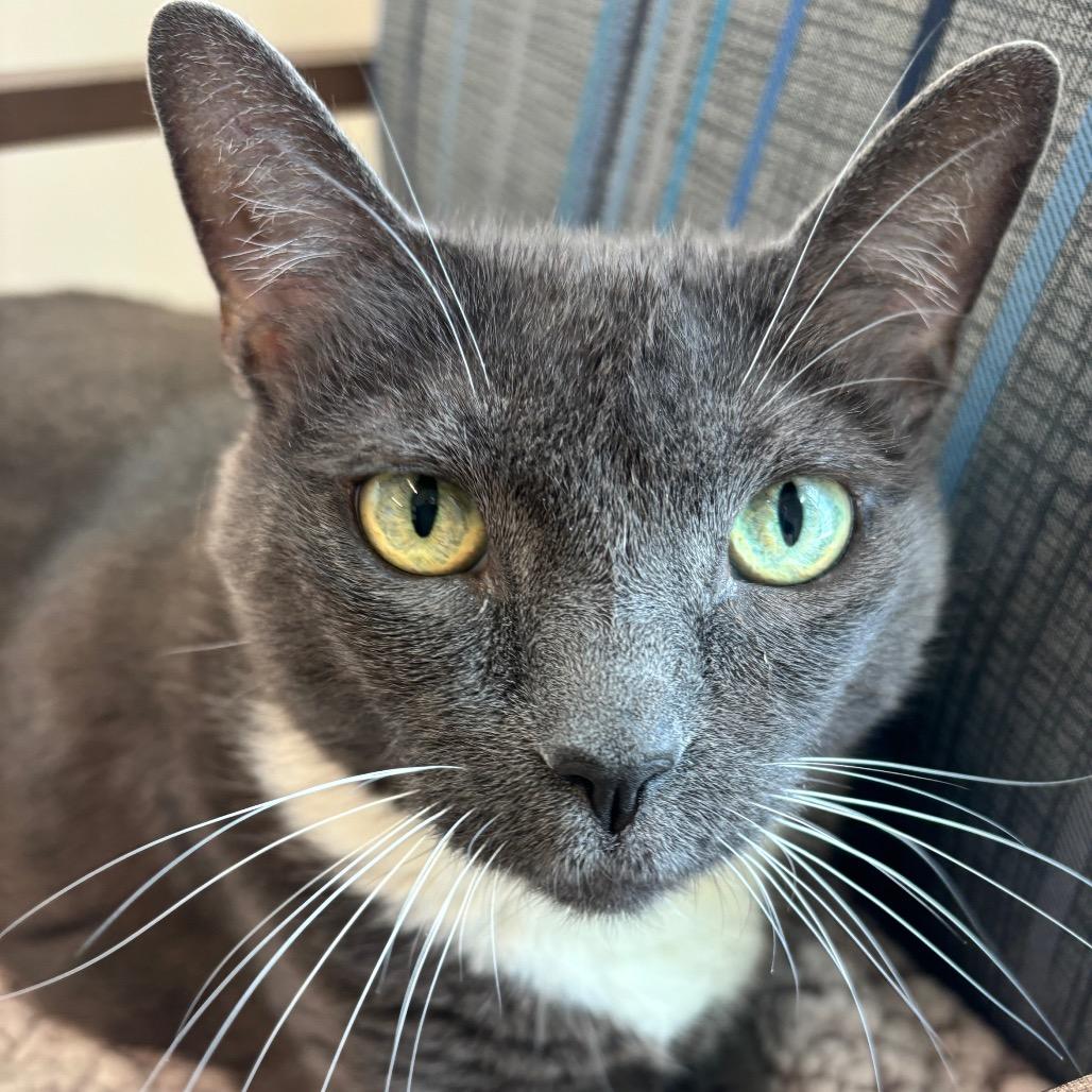 Enlarge Mama, a Adoptable Domestic Short Hair in Clearwater, FL image 2/3