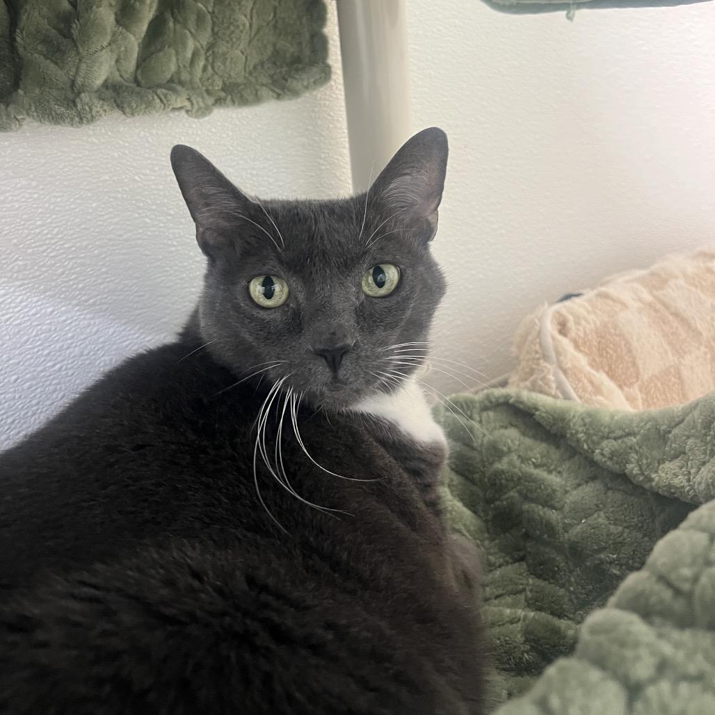 Enlarge Mama, a Adoptable Domestic Short Hair in Clearwater, FL image 3/5