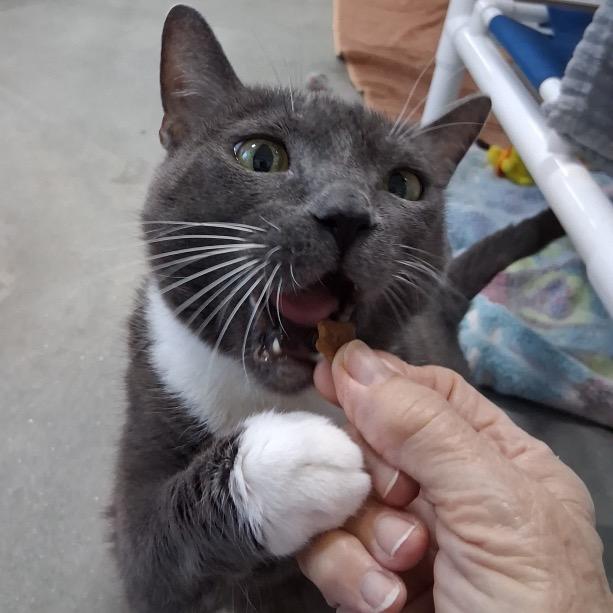 Enlarge Mama, a Adoptable Domestic Short Hair in Clearwater, FL image 3/3