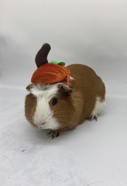 Enlarge Marco, a Adoptable Guinea Pig in Largo, FL image 1/3