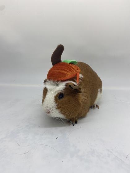 Enlarge Marco, a Adoptable Guinea Pig in Largo, FL image 2/3
