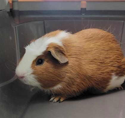 Enlarge Marco, a Adoptable Guinea Pig in Largo, FL image 1/1