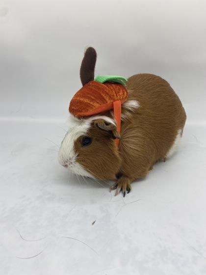 Enlarge Marco, a Adoptable Guinea Pig in Largo, FL image 3/3
