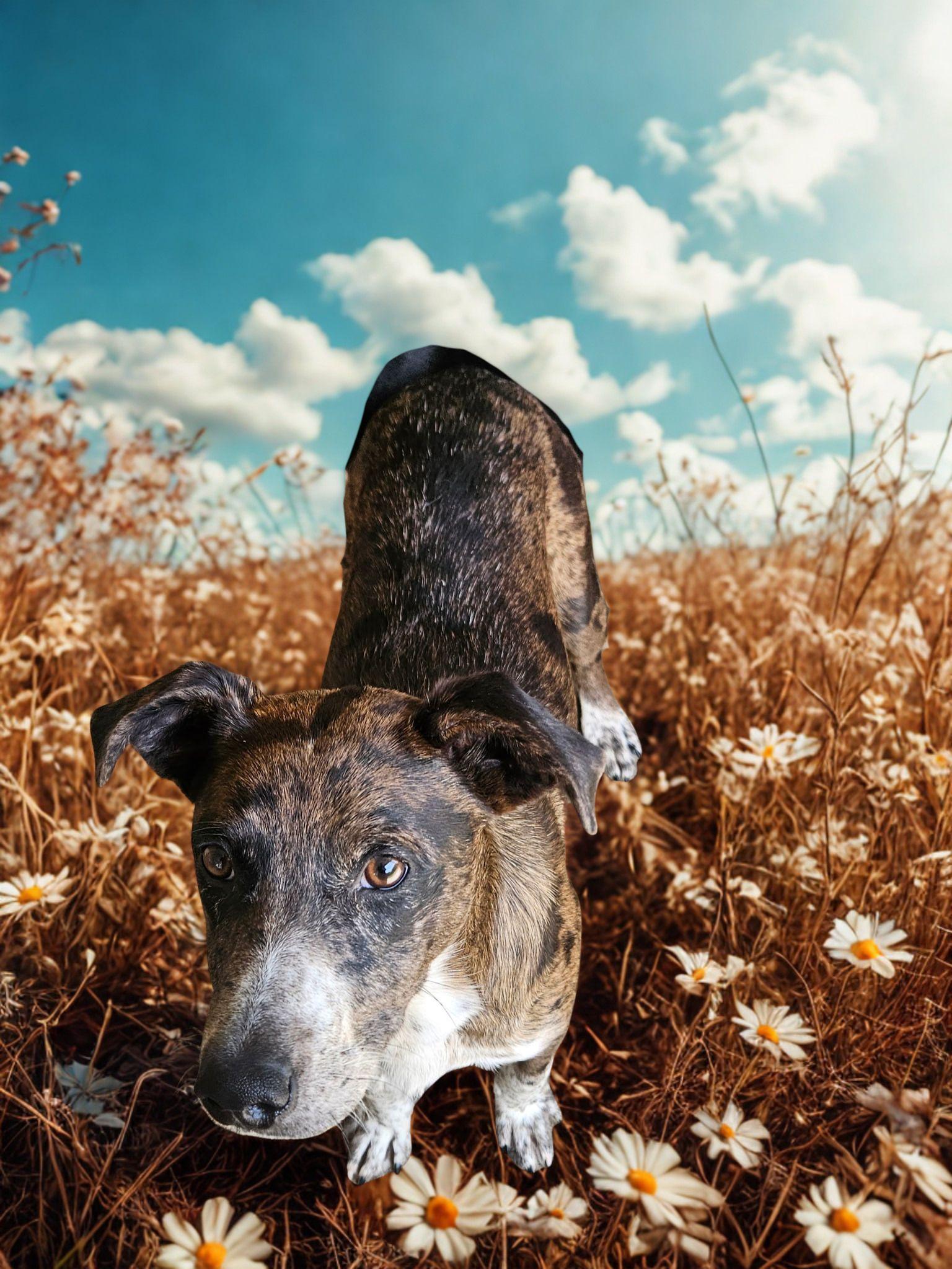 Enlarge Molly, an adopted mixed breed in Harrodsburg, KY image 3/3