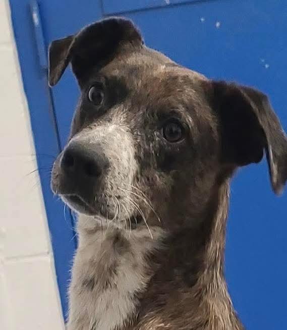 Molly, adopted, Young Female Catahoula Leopard Dog.