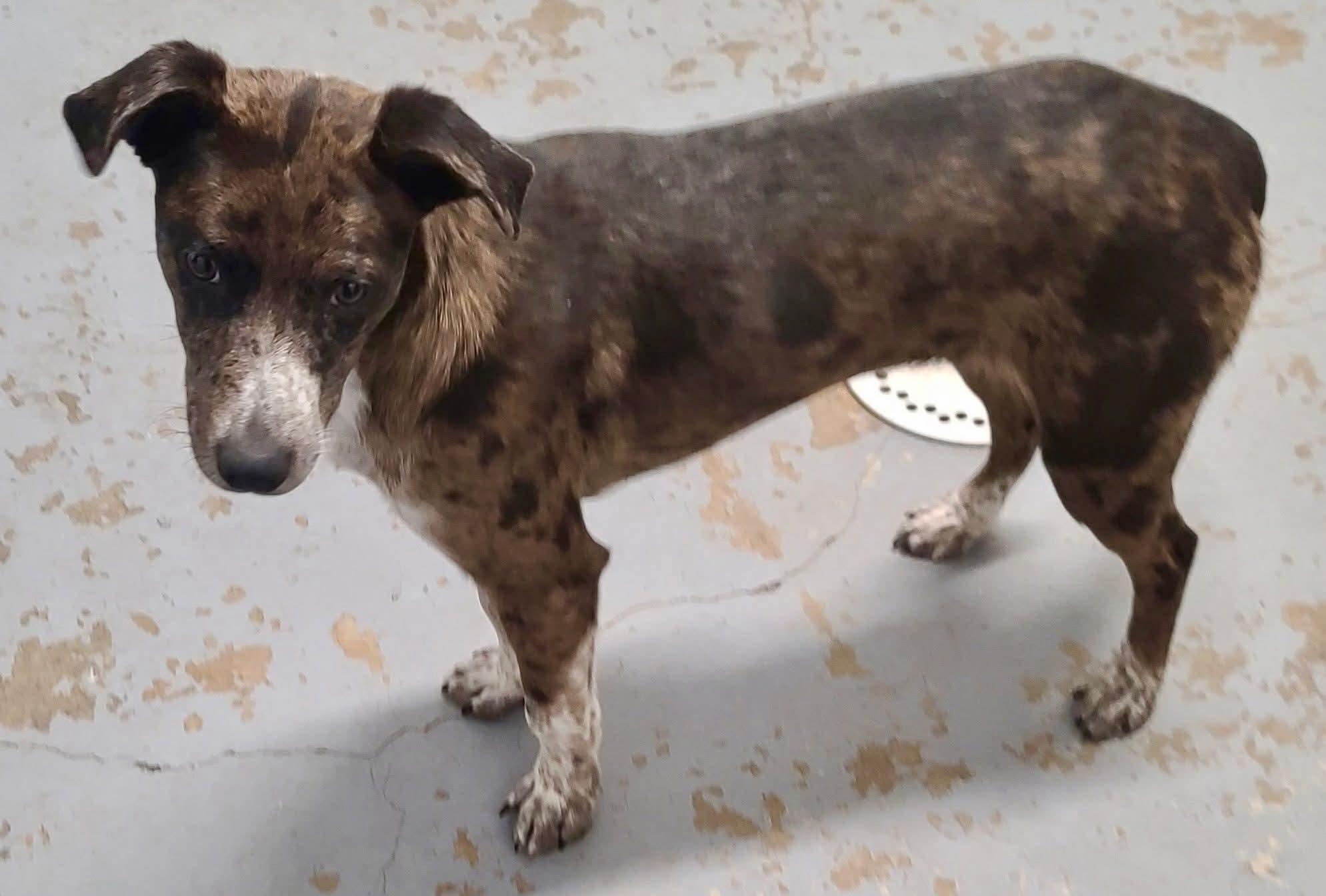 Enlarge Molly, an adopted mixed breed in Harrodsburg, KY image 2/3