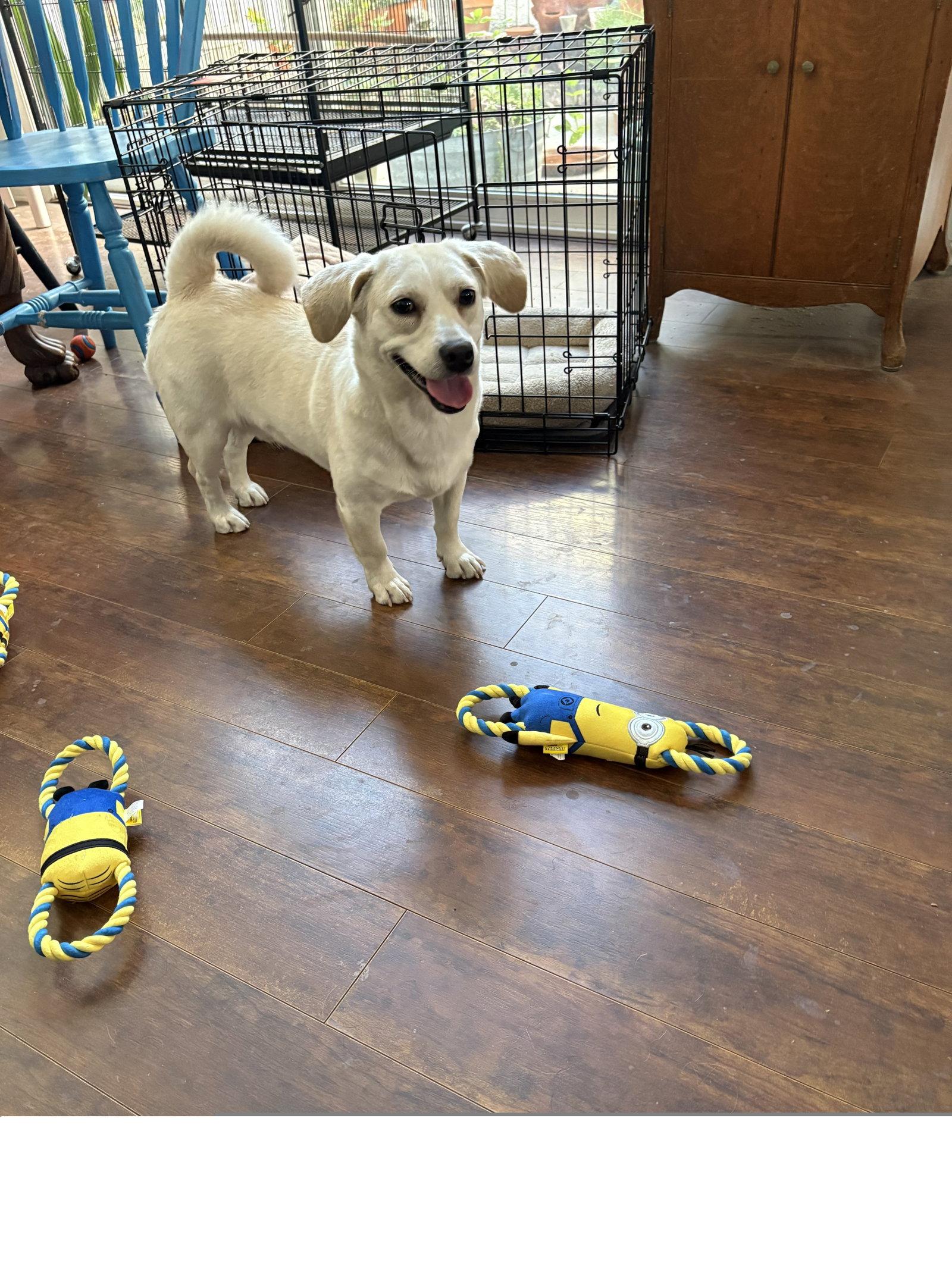 Conan, Adoptable, Young Male Chihuahua.