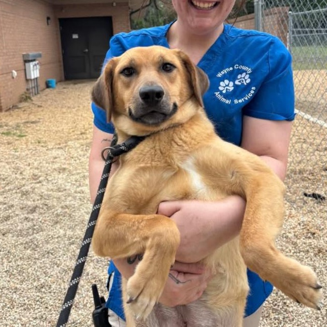 Cinderella, adopted, Young Female Golden Retriever.