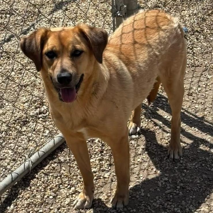 Cinderella, an adopted mixed breed in Chesapeake, VA image 3/3