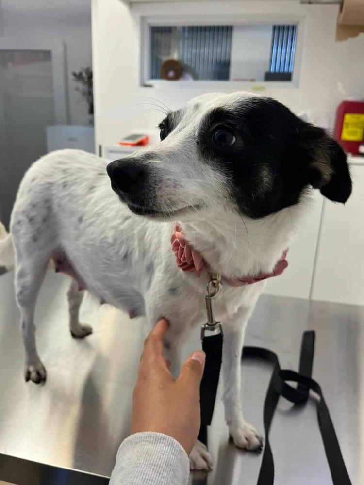 Kaya, Adoptable, Young Female Terrier.