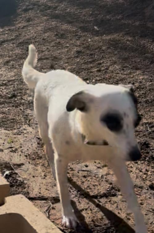 Enlarge Kaya, a Adoptable Terrier in Escondido, CA image 2/4