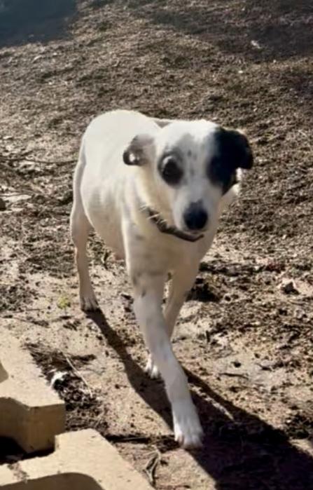 Enlarge Kaya, a Adoptable Terrier in Escondido, CA image 3/4