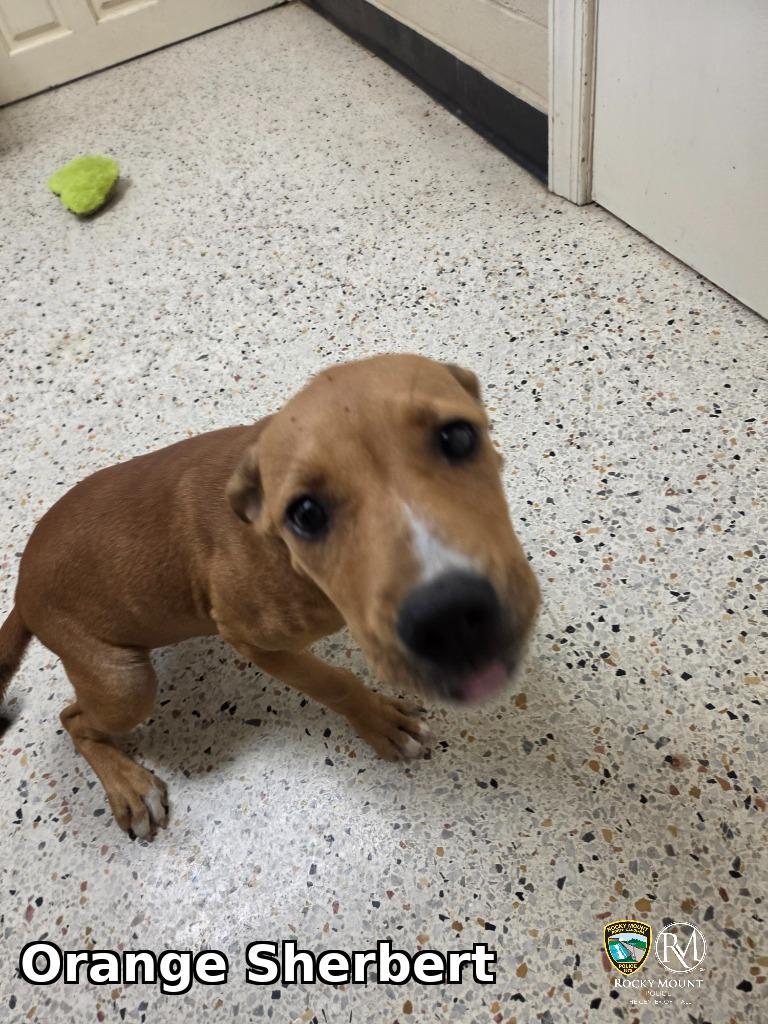 Enlarge Orange Sherbert, a Adoptable Pit Bull Terrier in Rocky Mount, NC image 1/3