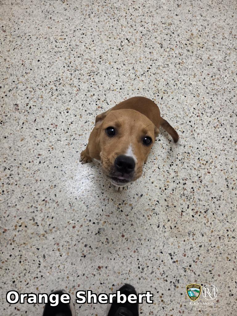Enlarge Orange Sherbert, a Adoptable Pit Bull Terrier in Rocky Mount, NC image 2/3