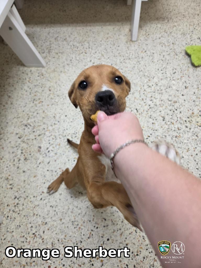 Enlarge Orange Sherbert, a Adoptable Pit Bull Terrier in Rocky Mount, NC image 3/3