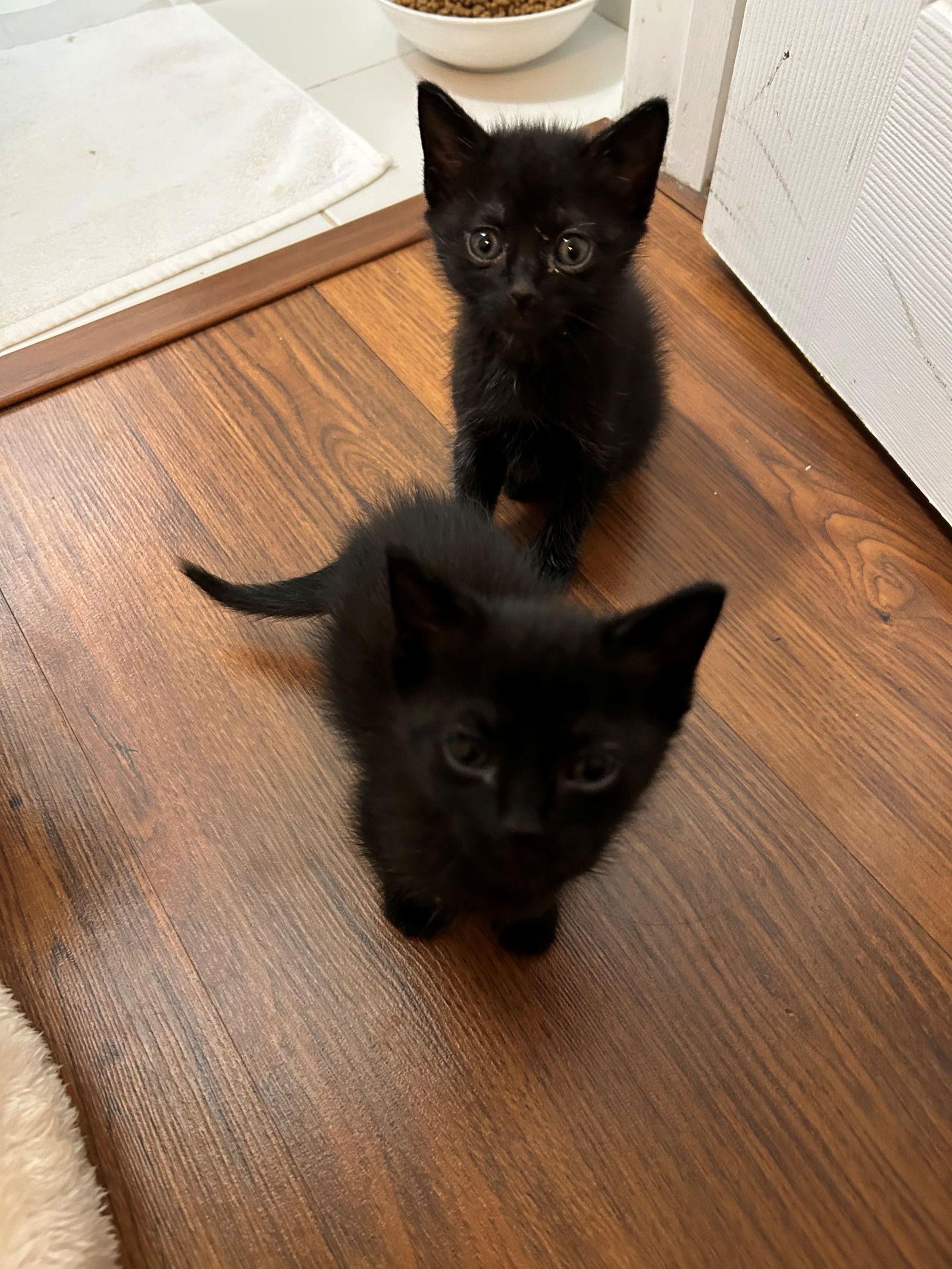 Enlarge Luna baby, a Adoptable American Shorthair in Oakland Park, FL image 2/2