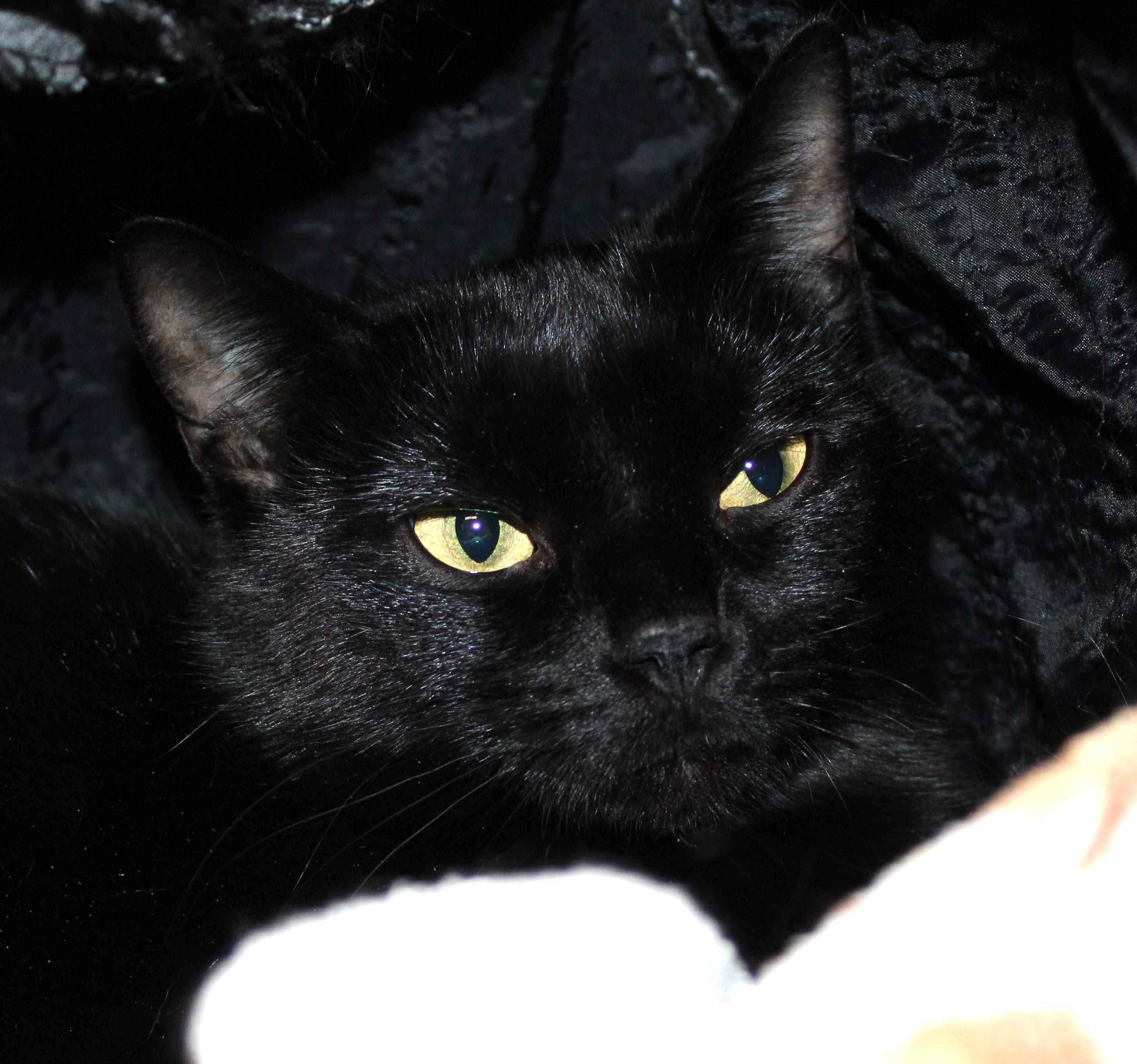 Leah, adoptable, Adult Female Domestic Short Hair.