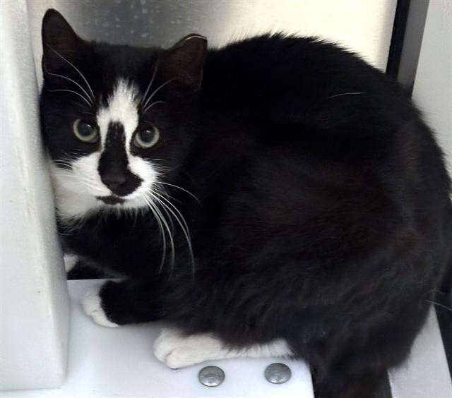 FURBY, Adoptable, Young Female Domestic Short Hair.