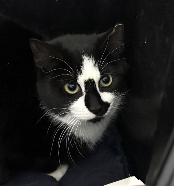 FURBY, Adoptable, Young Female Domestic Short Hair.