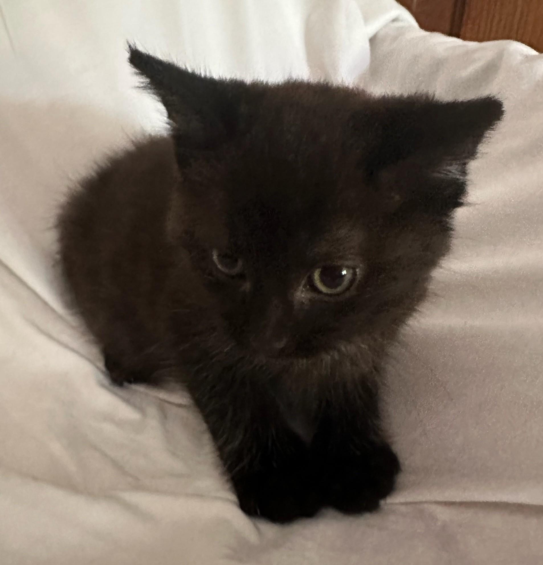 Saron, a Adoptable Domestic Short Hair in Ypsilanti, MI image 2/3