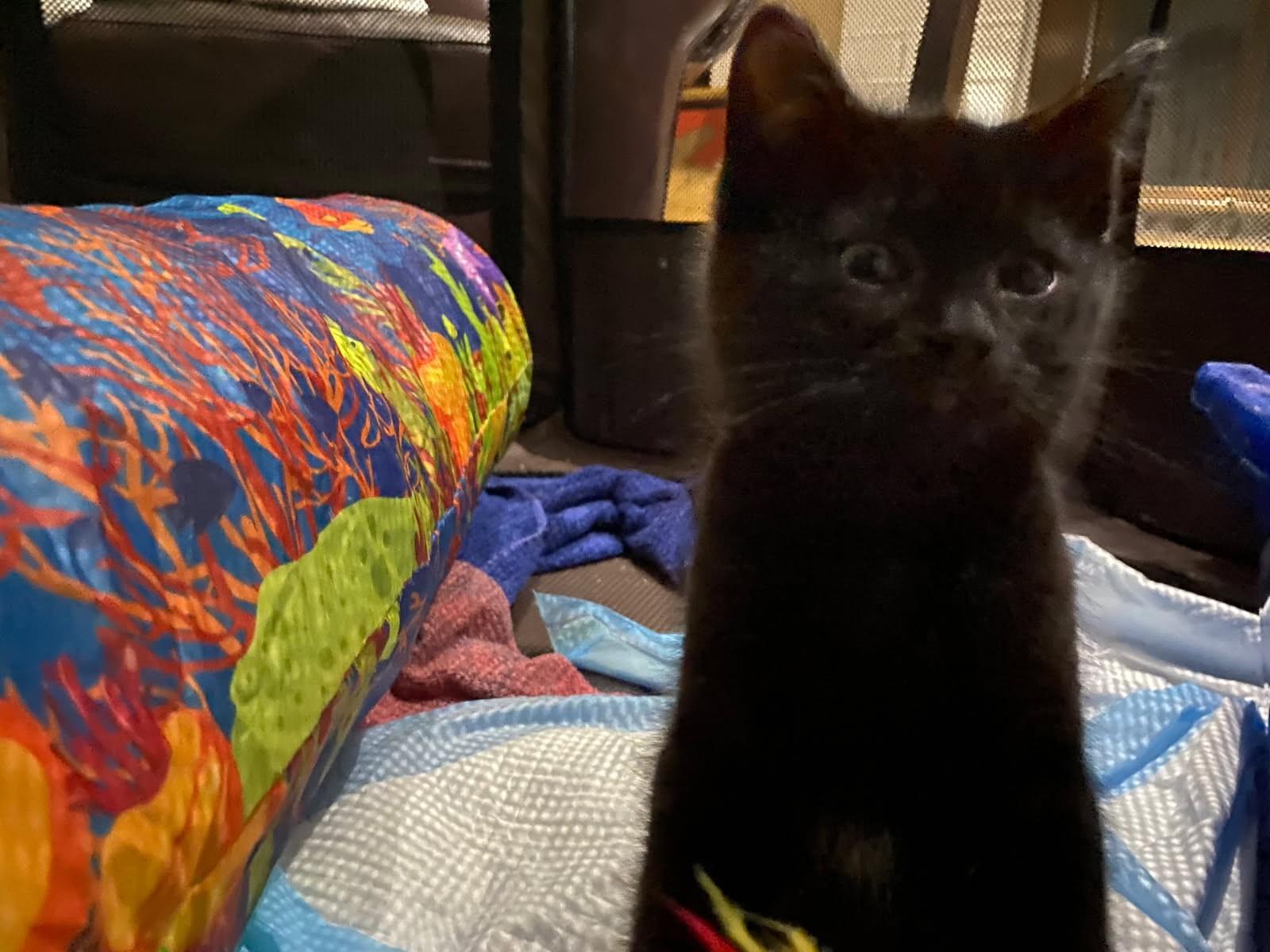 Saron, a Adoptable Domestic Short Hair in Ypsilanti, MI image 1/3