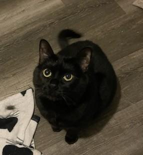 Saron (Bonded to Lee), a Adoptable Domestic Short Hair in Ypsilanti, MI image 1/5