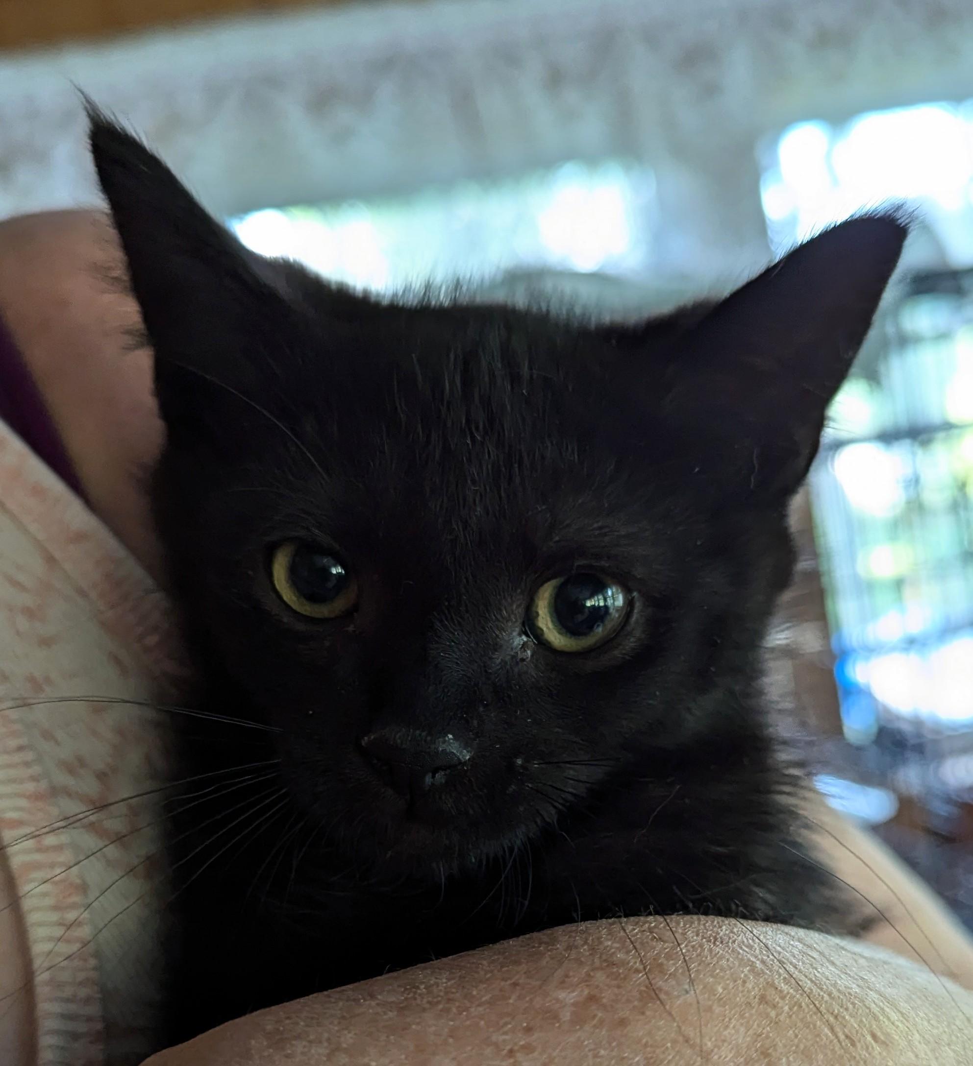 Saron, a Adoptable Domestic Short Hair in Ypsilanti, MI image 3/3