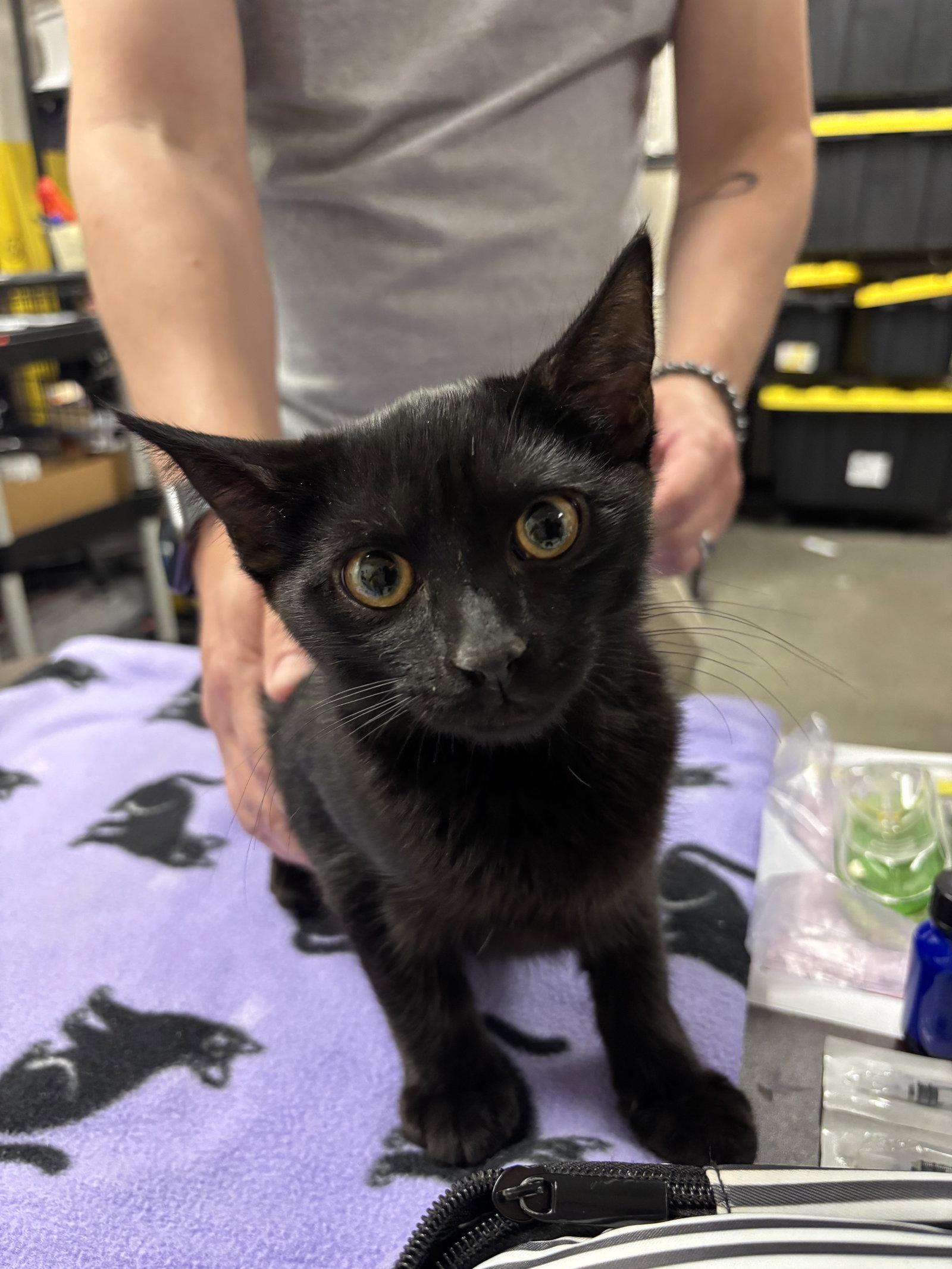 Zorro (FTA) Public, Adopted, Kitten Male Domestic Short Hair.