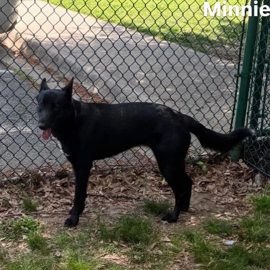 Enlarge Minnie, a Adoptable Shepherd in Little Rock, AR image 2/2