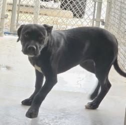 Lucky, a Adoptable mixed breed in Edgewood, NM image 1/3