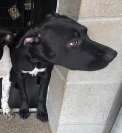Lucky, a Adoptable mixed breed in Edgewood, NM image 2/3