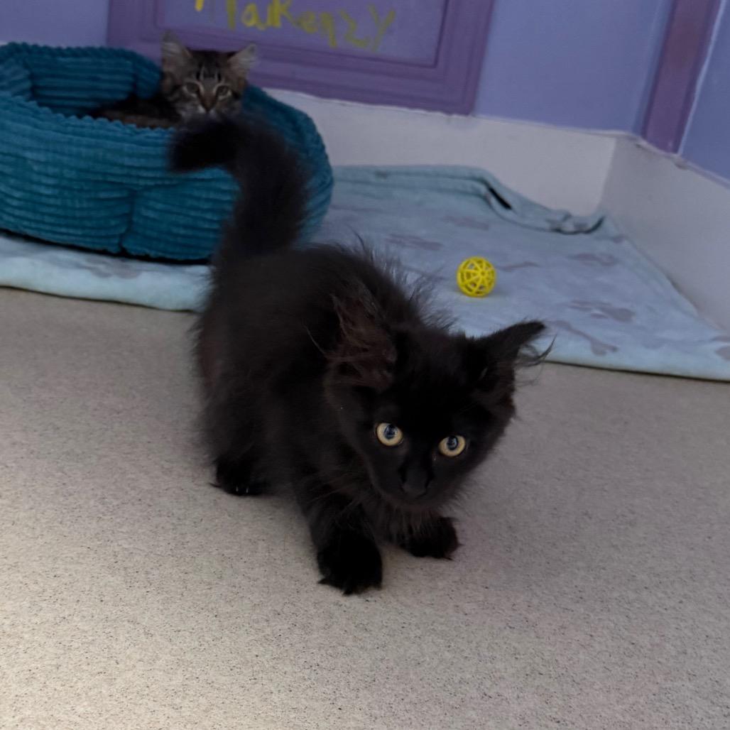 Pumpernickle, a ADOPTABLE Domestic Long Hair in Fenton, MI image 2/2