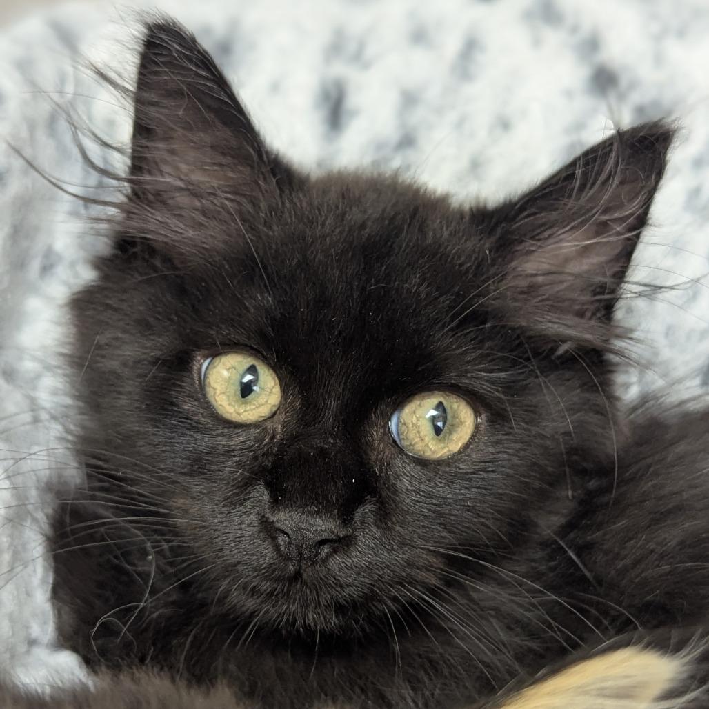 Pumpernickle, a ADOPTABLE Domestic Long Hair in Fenton, MI image 1/2