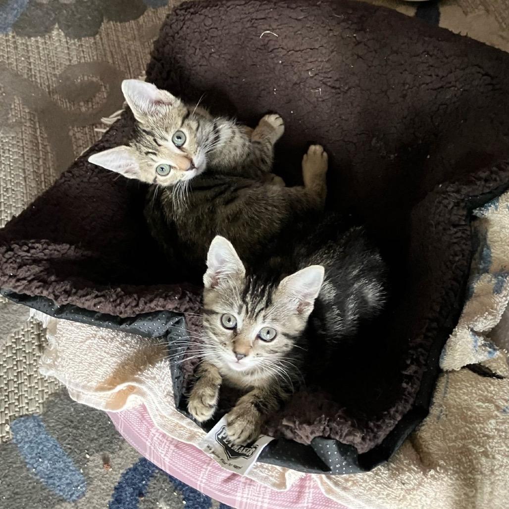 Enlarge Lizzie, a Adoptable Domestic Short Hair in San Pablo, CA image 1/5