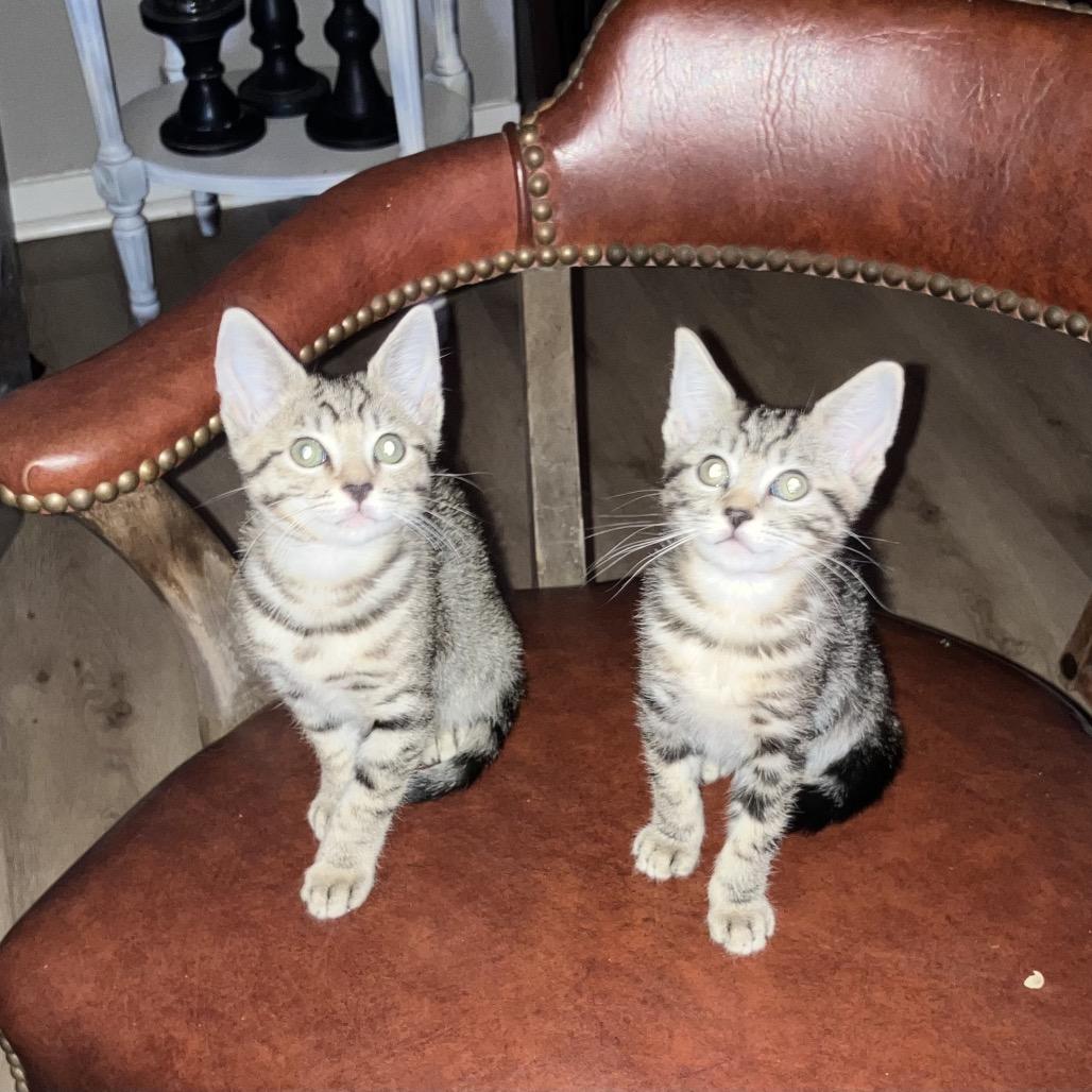 Enlarge Lizzie, a Adoptable Domestic Short Hair in San Pablo, CA image 2/5