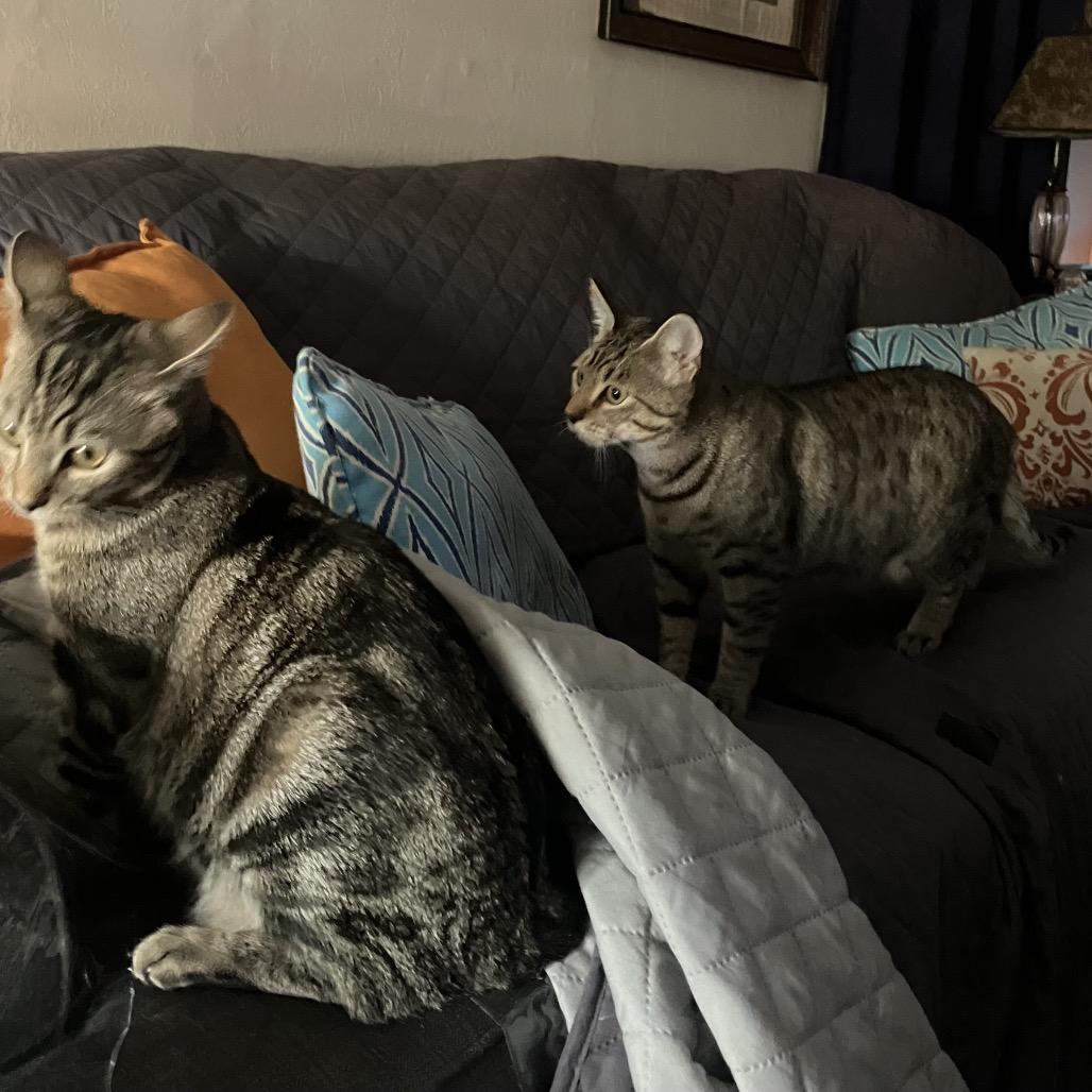 Enlarge Lizzie, a Adoptable Domestic Short Hair in San Pablo, CA image 3/5