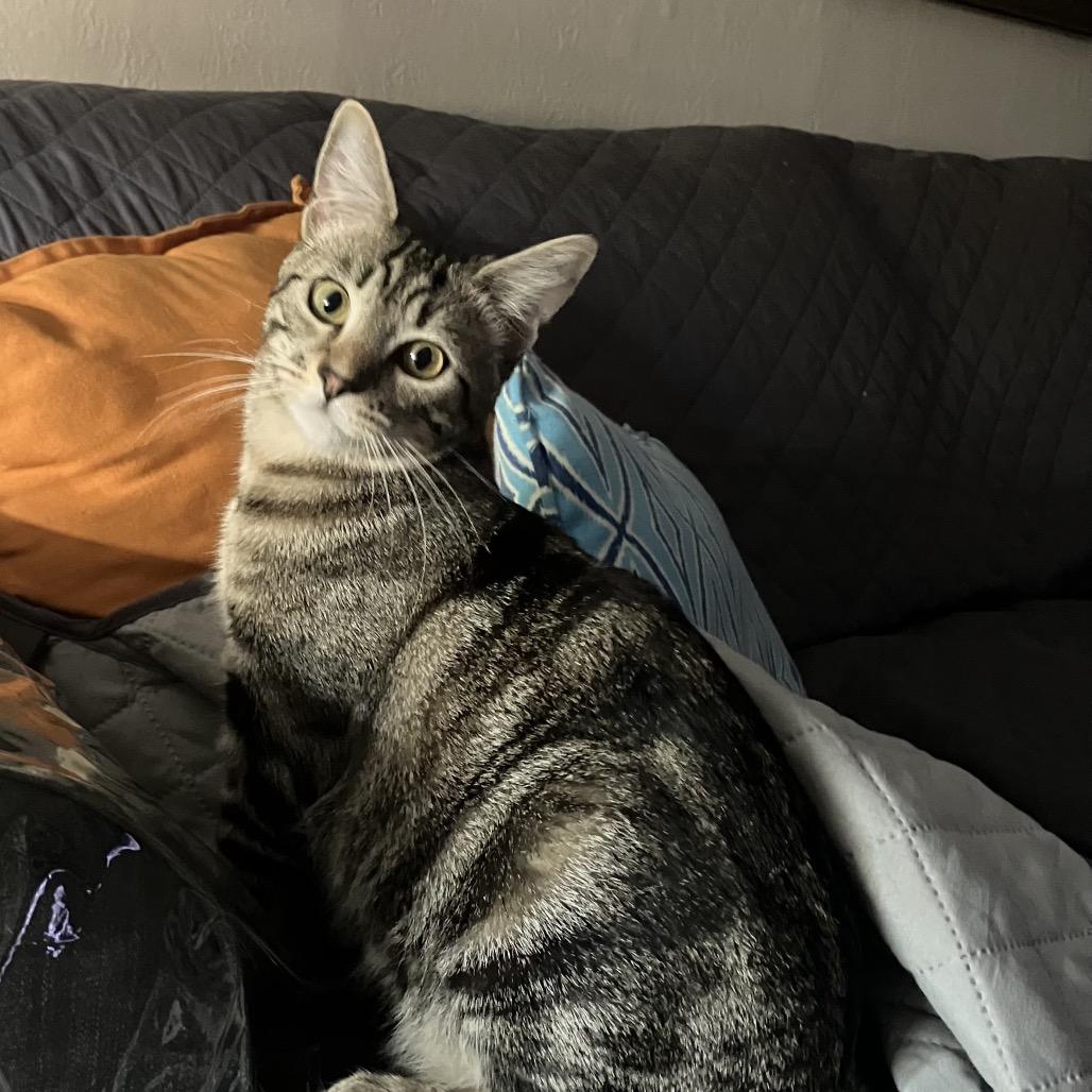 Enlarge Lizzie, a Adoptable Domestic Short Hair in San Pablo, CA image 4/5