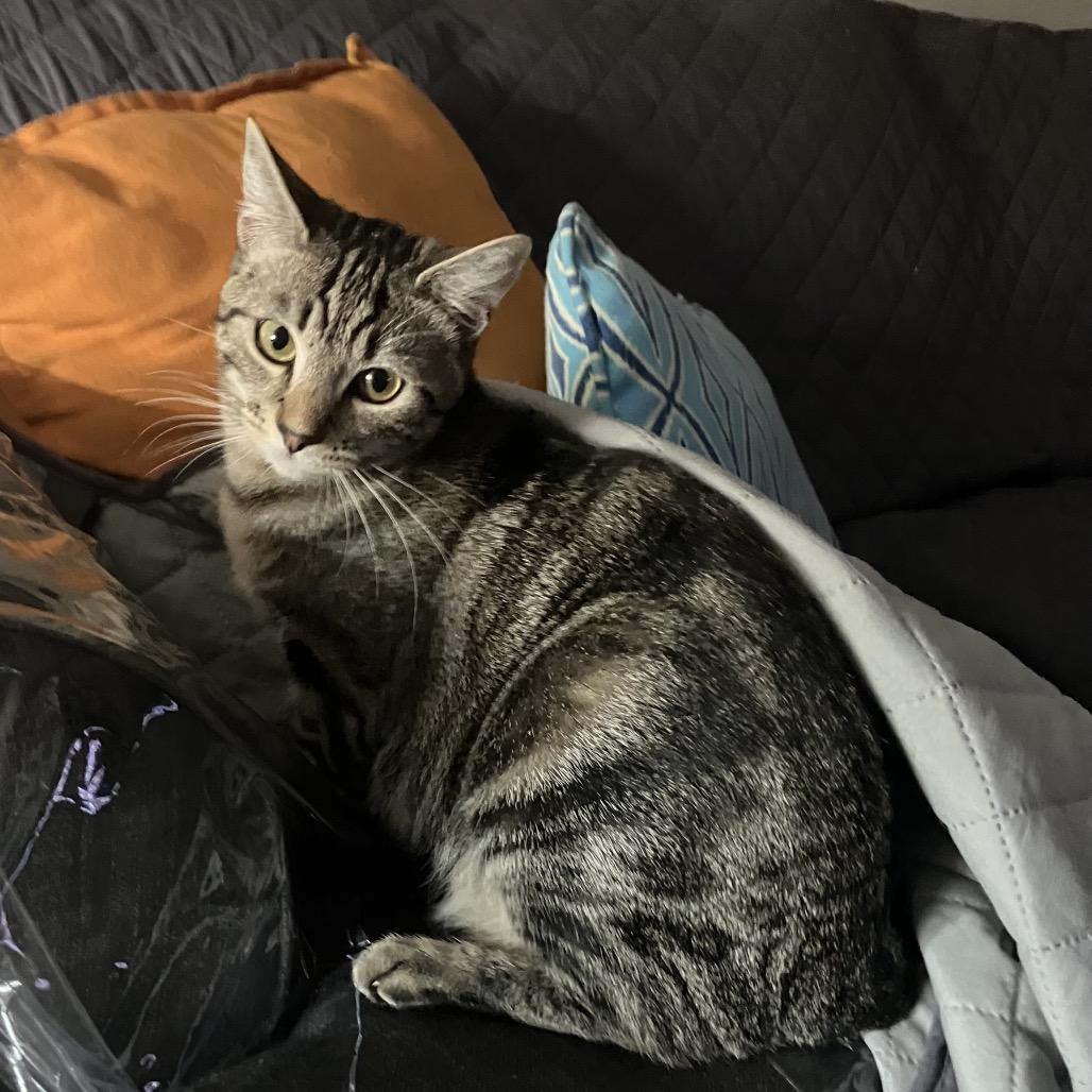 Enlarge Lizzie, a Adoptable Domestic Short Hair in San Pablo, CA image 5/5