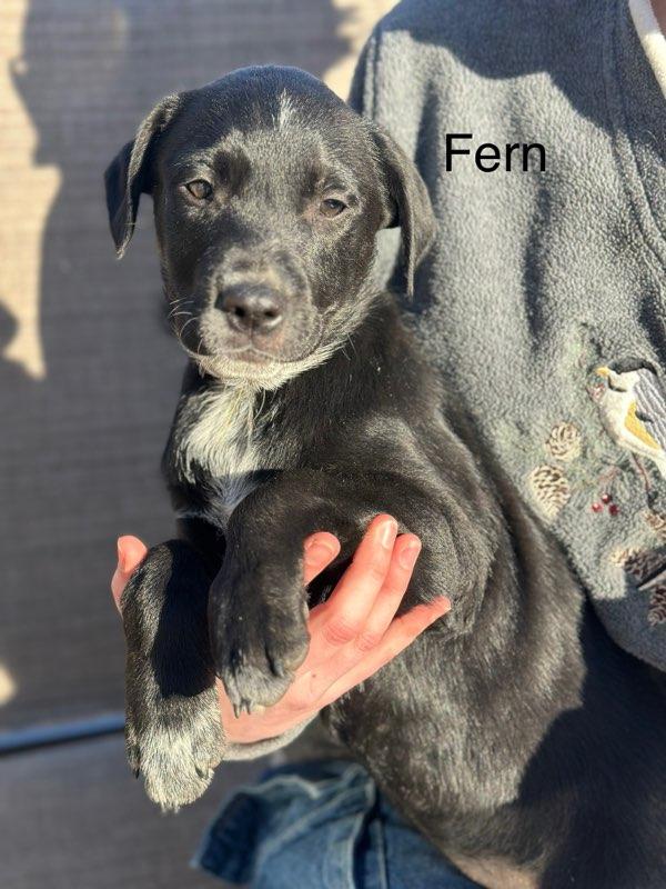 Enlarge Fern PENDING ADOPTION, an adoptable mixed breed in South Portland, ME image 1/2