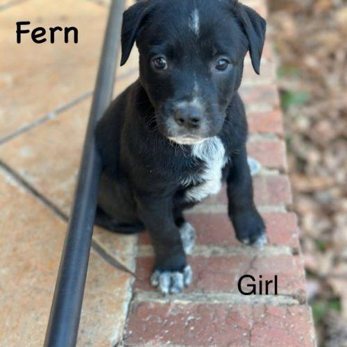 Enlarge Fern PENDING ADOPTION, an adoptable mixed breed in South Portland, ME image 2/2