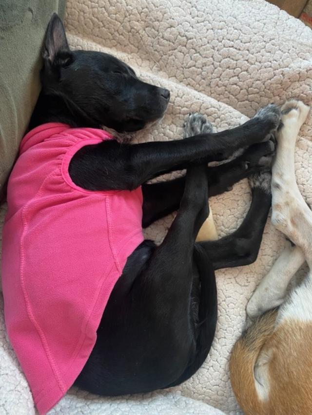 Enlarge Fern , an adopted mixed breed in South Portland, ME image 4/4