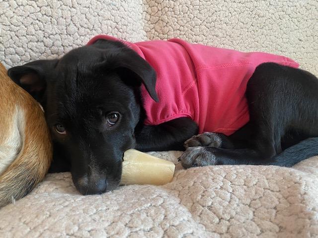 Fern ADOPTED, adoptable, Puppy Female Retriever & Cattle Dog.