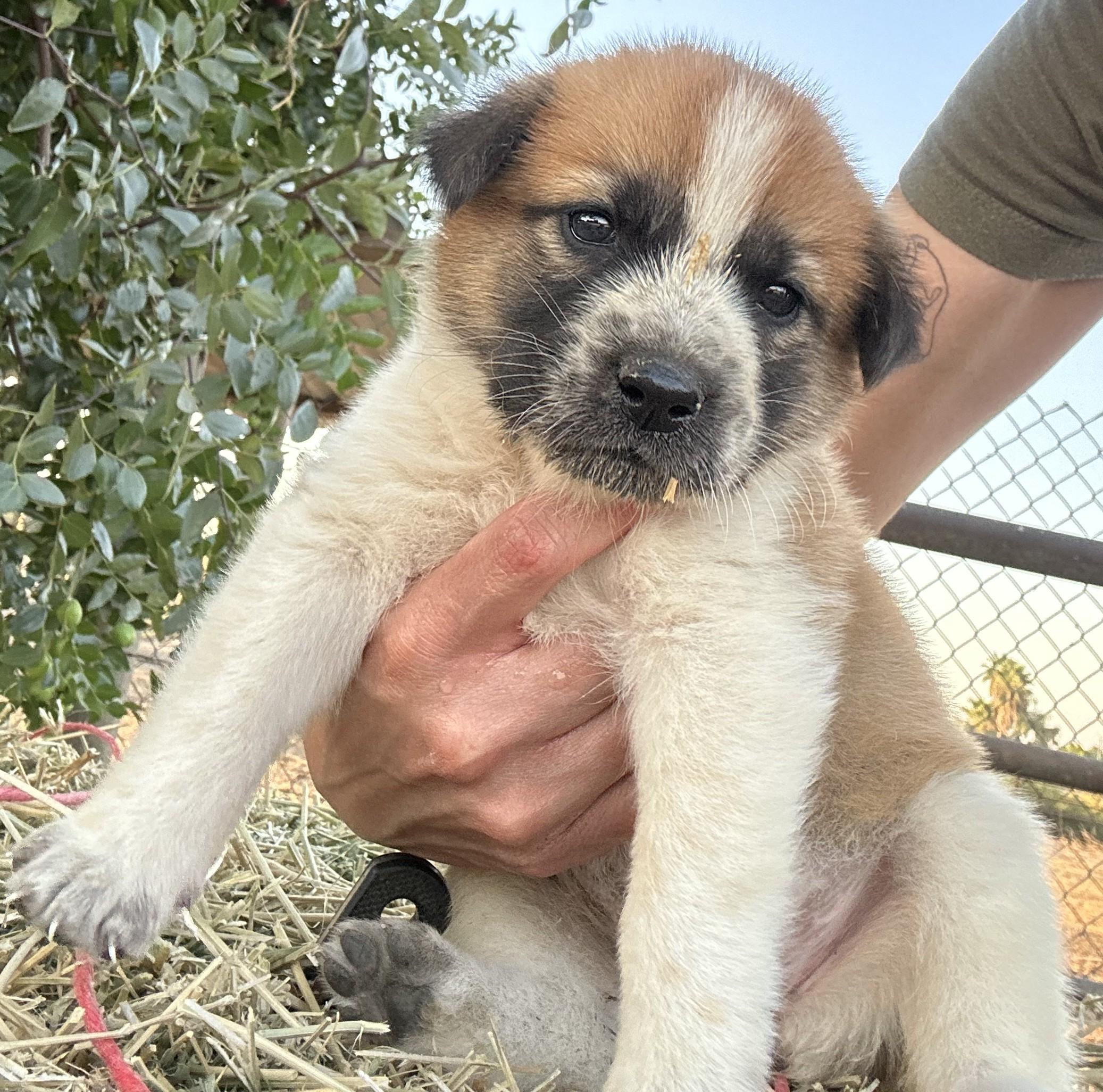 Enlarge SPROUT, a Adoptable Great Pyrenees in Granite Bay, CA image 2/2