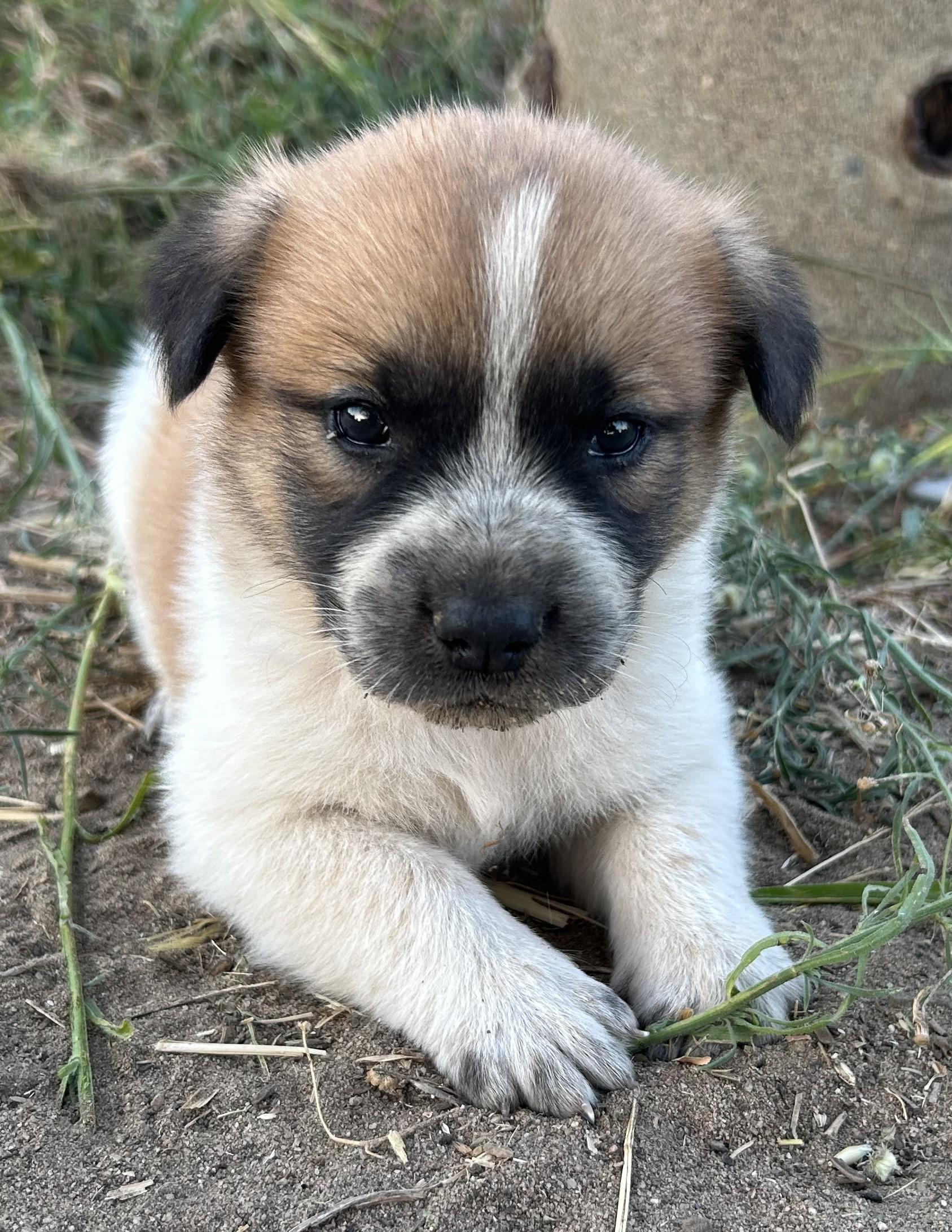 Enlarge SPROUT, a Adoptable Great Pyrenees in Granite Bay, CA image 1/2