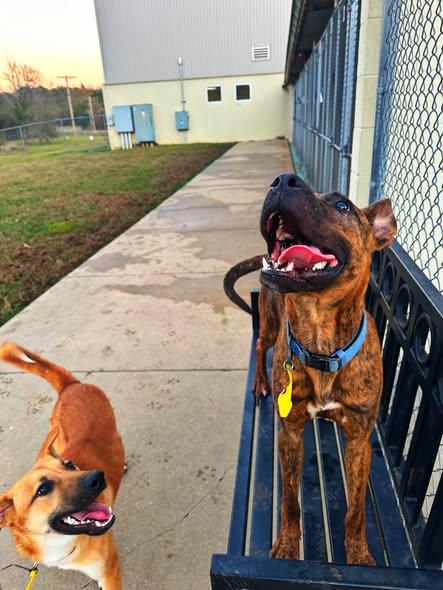 Teddy Bear, a Adoptable mixed breed in Jackson, MS image 1/3