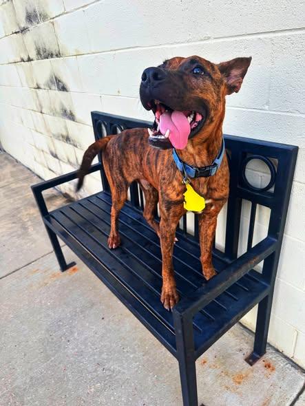 Teddy Bear, a Adoptable mixed breed in Jackson, MS image 2/3