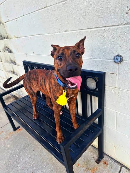 Teddy Bear, a Adoptable mixed breed in Jackson, MS image 3/3