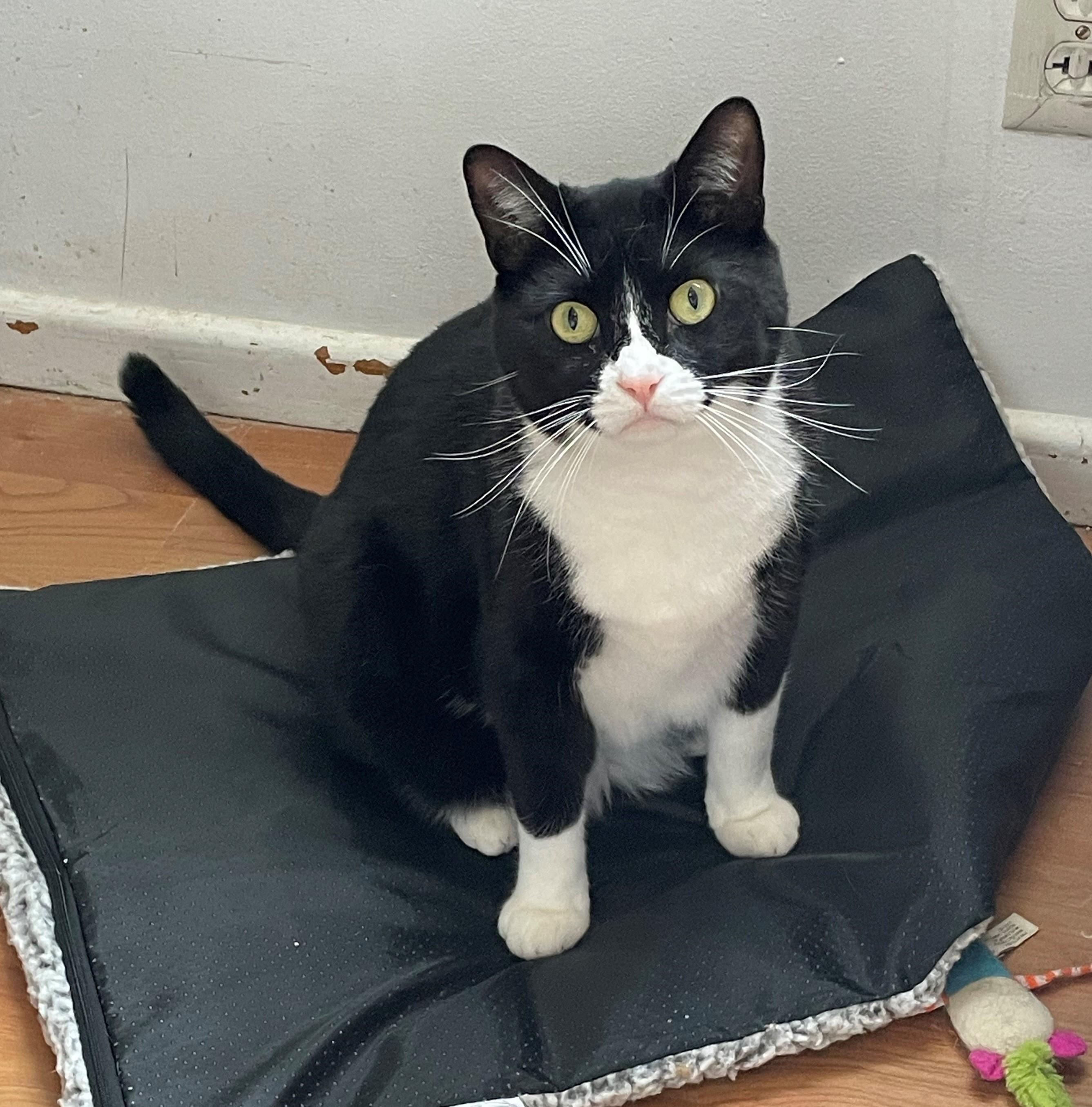 Paul, Young Male Tuxedo